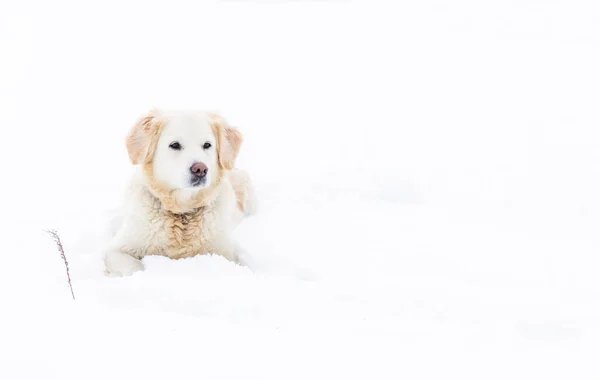 Grote labrador retriever hond in het winterlandschap ligt in de sneeuw in snowdrift. — Stockfoto