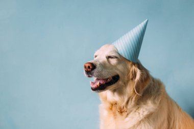 Labrador Golden Retriever köpeği doğum gününü şapkayla kutluyor