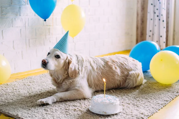Anjing Labrador golden retriever merayakan ulang tahun dalam topi dan dengan kue — Stok Foto