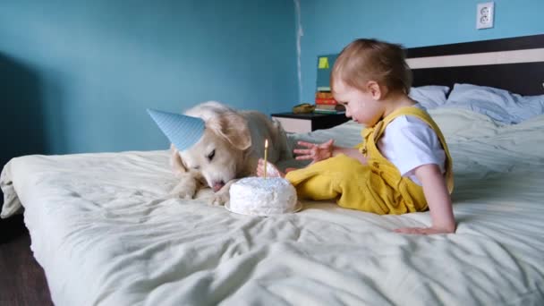 Labrador retrívr spolu s malým dítětem slaví narozeniny dortem . — Stock video