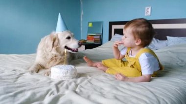 Labrador Retriever ve küçük çocuk doğum gününü pastayla kutluyorlar. .