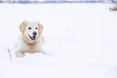 Büyük labrador av köpeği kışın kar yığınında yatar..
