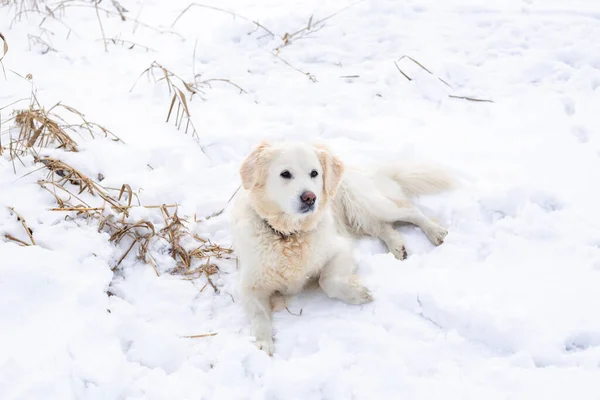 Grote labrador retriever hond in het winterlandschap ligt in de sneeuw in snowdrift. — Stockfoto