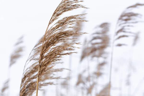 Ramas de hierba pampeana en el fondo de la naturaleza de invierno. — Foto de Stock