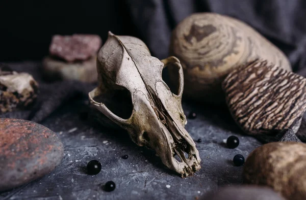 Cráneo de perro viejo y piedras en la mesa de brujas. Atmósfera oscura y misteriosa. — Foto de Stock