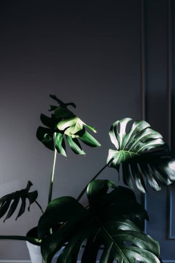 Canavar yeşili yapraklar ya da Monstera Deliciosa, tencerede kapalı ev bitkisi.