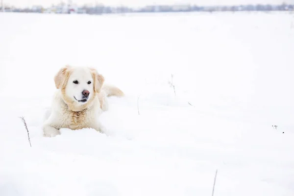 Duży pies labrador retriever w zimowym krajobrazie leży w śniegu w zaspie śnieżnej. — Zdjęcie stockowe