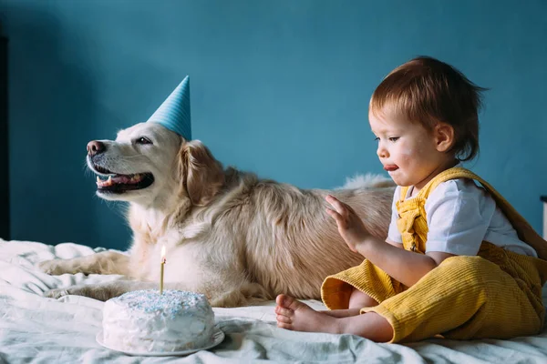 Labrador golden retriever bersama dengan anak kecil yang lucu merayakan ulang tahun — Stok Foto