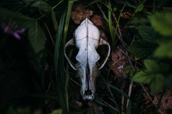 Cráneo de perro viejo y en el bosque encantado. Atmósfera oscura y misteriosa. — Foto de Stock