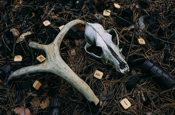 Vela ardiente y viejo scull en el bosque encantado. Concepto oculto, esotérico. — Foto de Stock