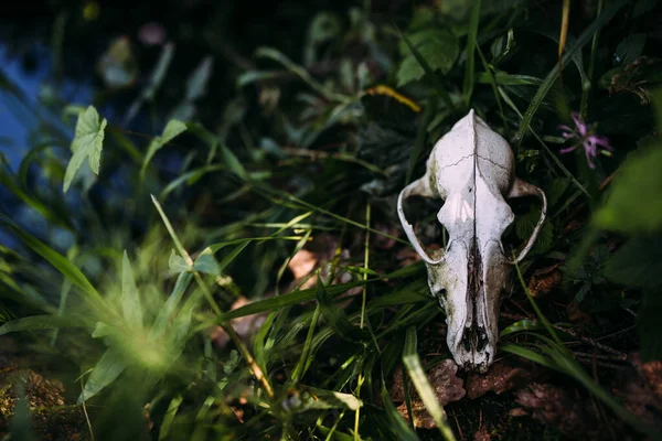 Cráneo de perro viejo y en el bosque encantado. Atmósfera oscura y misteriosa. — Foto de Stock