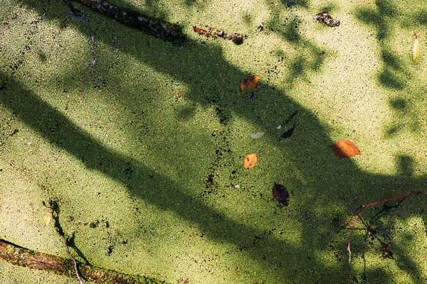 Přerostlá voda v bažině. Zelené lesní jezero zarostlé duckweedem. — Stock fotografie