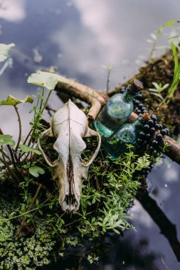 Yaşlı köpek kafatası ve büyülü ormanda. Karanlık ve gizemli atmosfer.