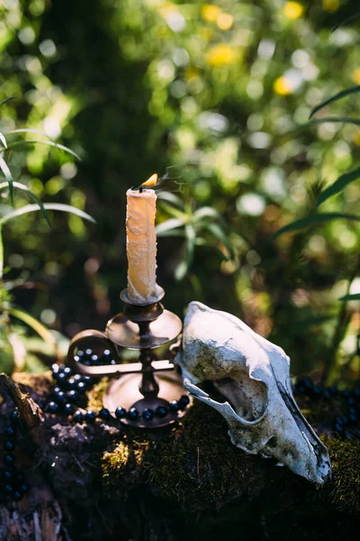 Égő gyertya és öreg kagyló az elvarázsolt erdőben. Okkult, ezoterikus fogalom — Stock Fotó