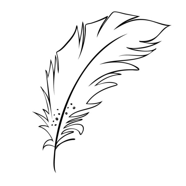 Feather of birds. Black and white feather silhouette for logo vector set