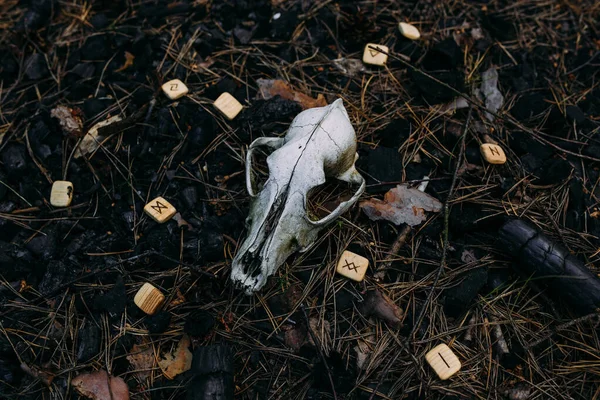 Vela ardiente y viejo scull en el bosque encantado. Concepto oculto, esotérico. —  Fotos de Stock