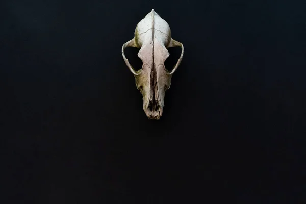 Cráneo de perro viejo sobre un fondo de papel negro. Mockup, lugar para texto, espacio de copia — Foto de Stock