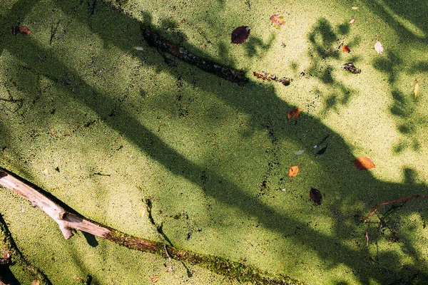 Přerostlá voda v bažině. Zelené lesní jezero zarostlé duckweedem. — Stock fotografie