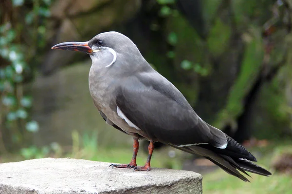 Inca tern — Stock Photo, Image