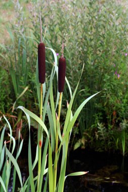 Bulrush