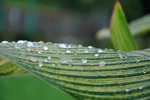 Rain drops on on leaf — Stock Photo, Image