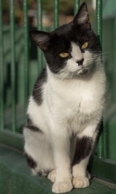 sevimli yeşil duvara stan kedi