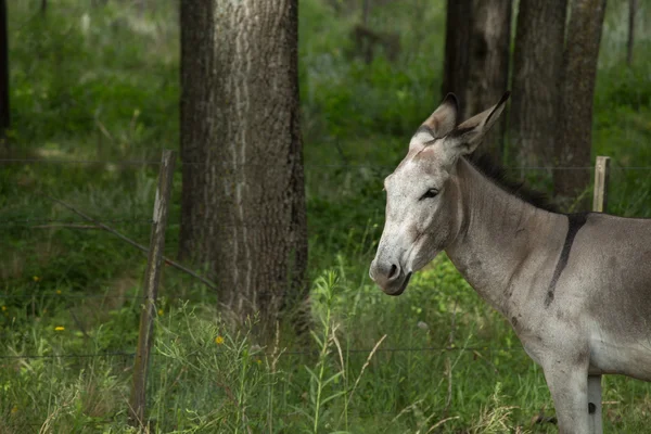 Donkey in the forest — Stock Photo, Image