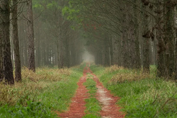 Fog in the forest — Stock Photo, Image