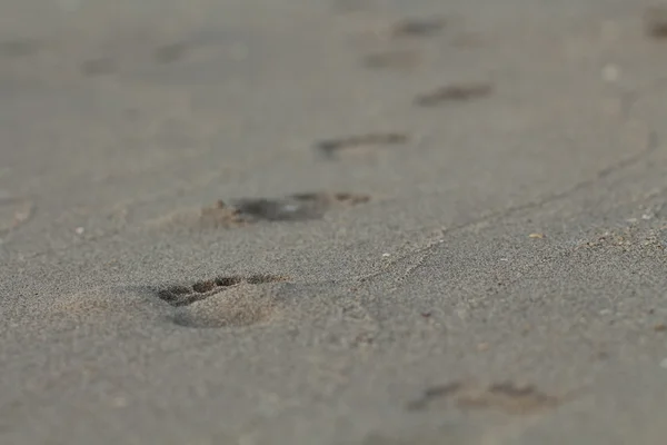 Voetafdruk op natte zand — Stockfoto