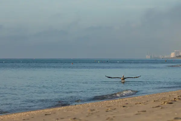 Пелікан, що йде морем — стокове фото