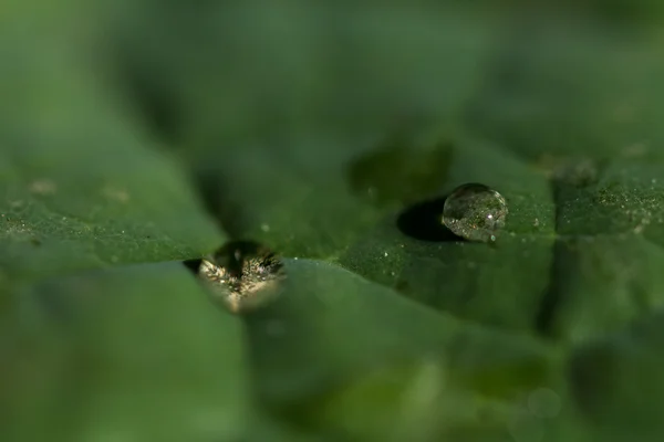 Waterdruppels op het blad — Stockfoto