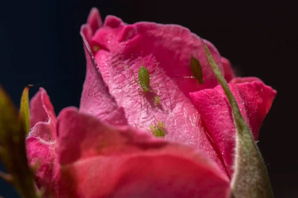 Gröna Bladlöss Rosa Ros Blomma — Stockfoto