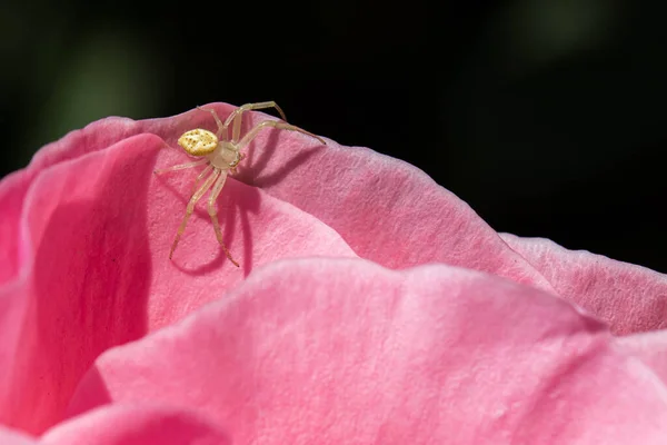 Grön Spindel Rosa Rosenblad — Stockfoto