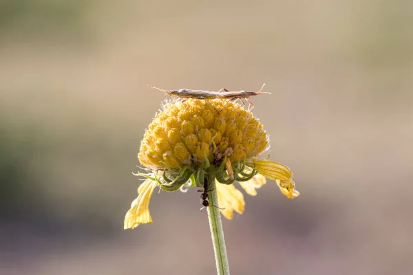 Kopulerar Insekter Maskros Blomma — Stockfoto