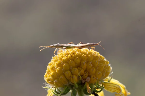 Kopulerar Insekter Maskros Blomma — Stockfoto