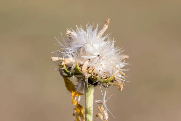 Snö Brun Sand — Stockfoto