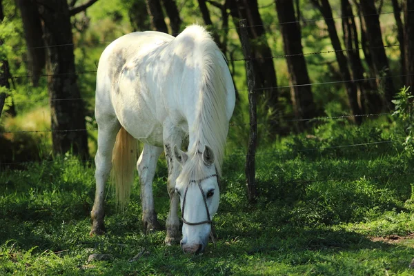 Withe horse — Stock Photo, Image