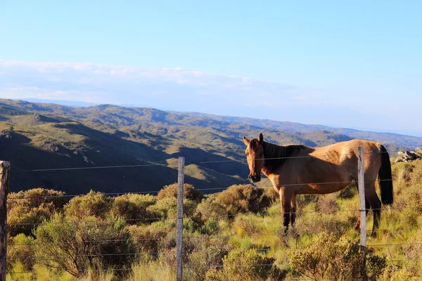 Horse in the mountain — Stock Photo, Image