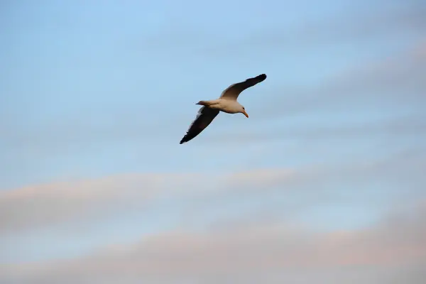 Möwe — Stockfoto