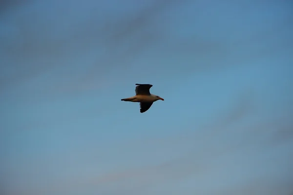 Möwe — Stockfoto