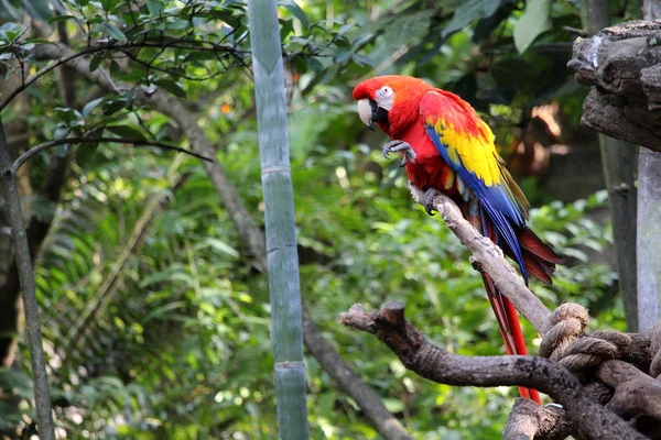 Big parrot — Stock Photo, Image