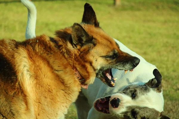 Dogs fighting — Stock Photo, Image