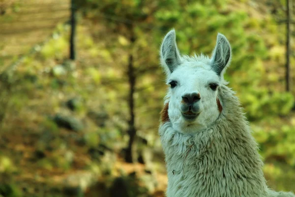 Weißes Lama — Stockfoto