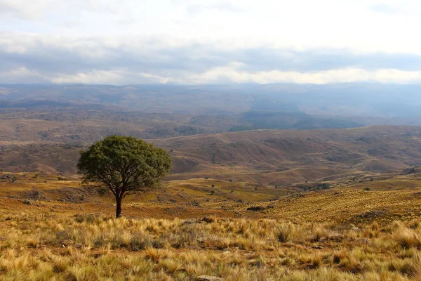 Árbol solitario —  Fotos de Stock