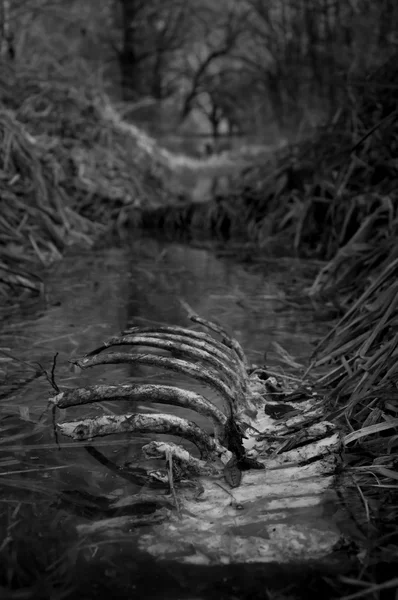 Dierlijk skelet in een sloot vol water — Stockfoto