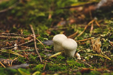 Küçük mantar Lycoperdon perlatum ormanın alt tabakasında yetişir. Mantar toplamada sonbahar mantarı ile karşılaşıldı.