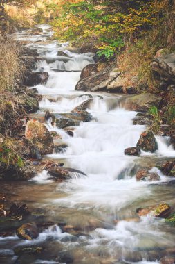 Ormandaki hızlı dağ nehri. Yağmurdan sonra nehir yükseldi ve güçlü bir derede yokuş aşağı aktı. Köpüklü su ve sayısız taşla dolu bir nehir yatağı. Ağaçlarda renkli bir sonbahar.
