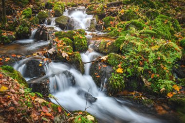 Ormandaki hızlı dağ nehri. Yağmurdan sonra nehir yükseldi ve güçlü bir derede yokuş aşağı aktı. Köpüklü su ve sayısız taşla dolu bir nehir yatağı. Ağaçlarda renkli bir sonbahar.