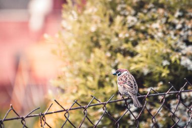 Sıradan bir serçe çitin üzerinde oturur ve yeşilliklerin arasına bakar..