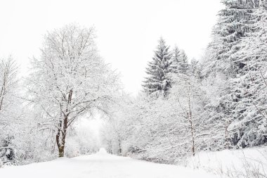 Dağ yolunda karla kaplı ağaçlarla kaplı kış manzarası. Sudetler beyaz karla kaplı. Sis dağlarda görüş mesafesini sınırlayan bulutlu bir gün..